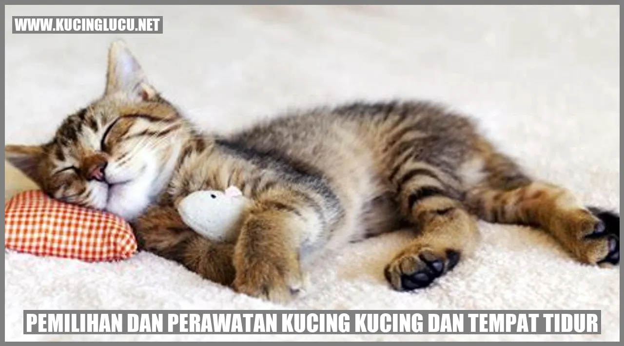 Kucing dan Tempat Tidur