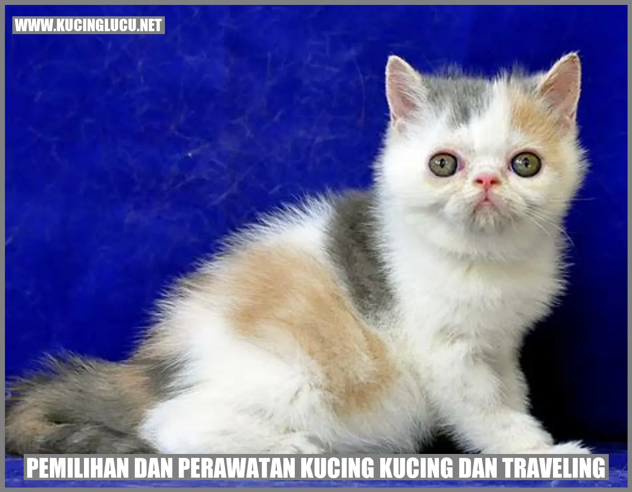 gambar kucing