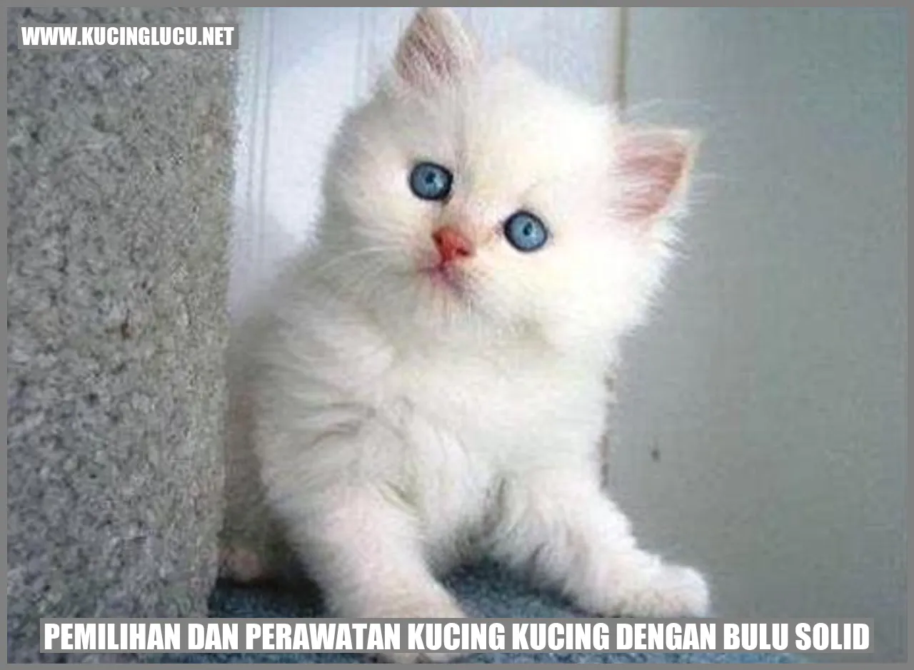 Kucing dengan bulu solid