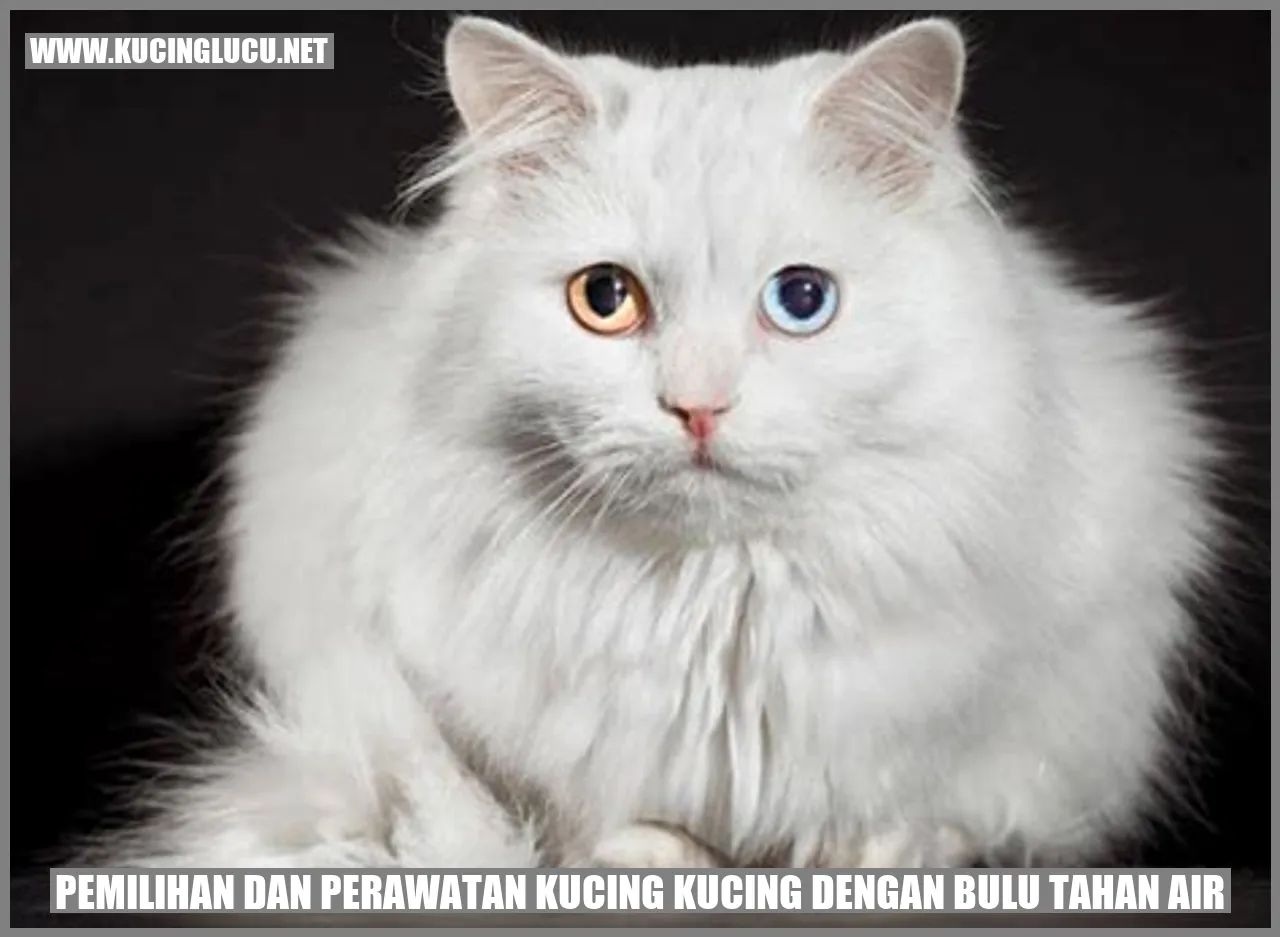 Gambar kucing dengan bulu tahan air