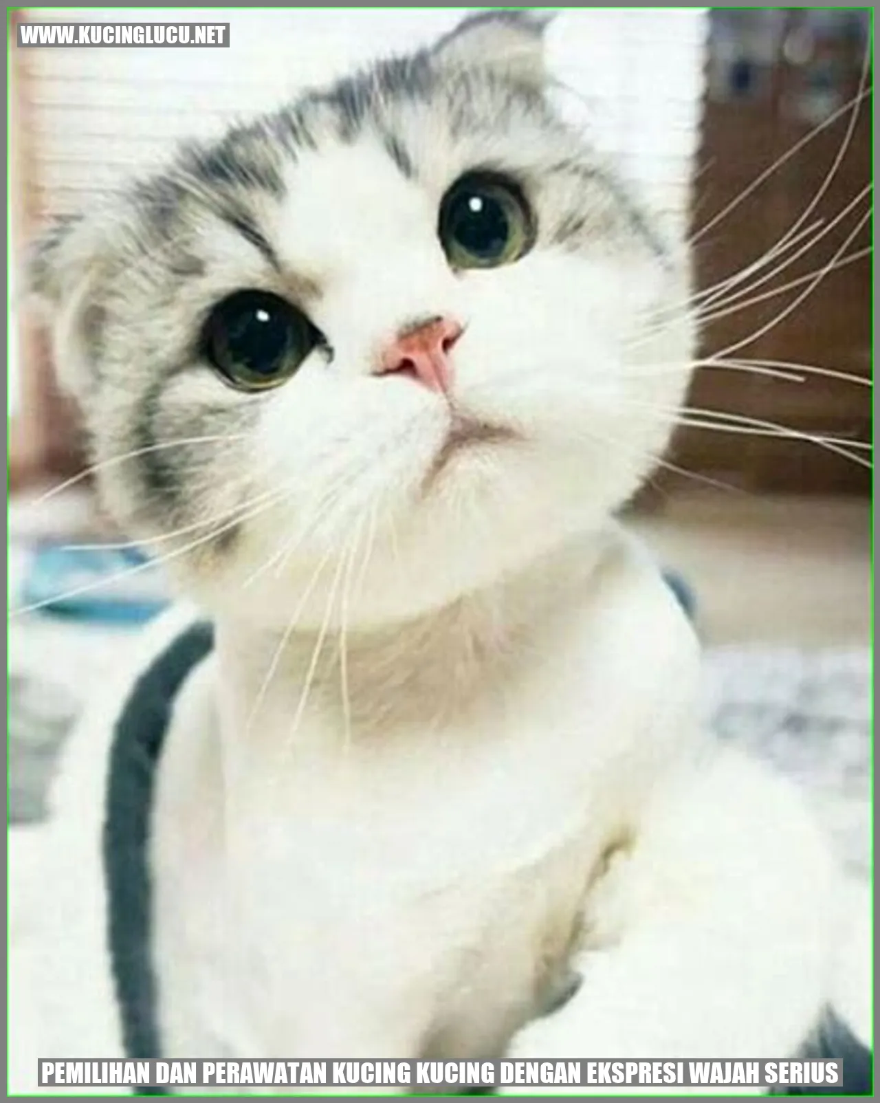 Kucing dengan Ekspresi Wajah Serius