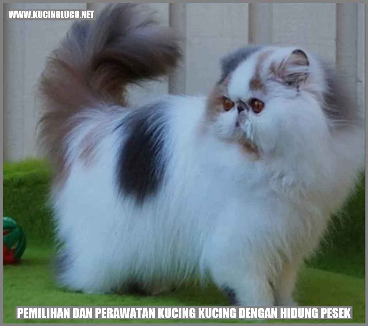 Kucing dengan Hidung Pesek