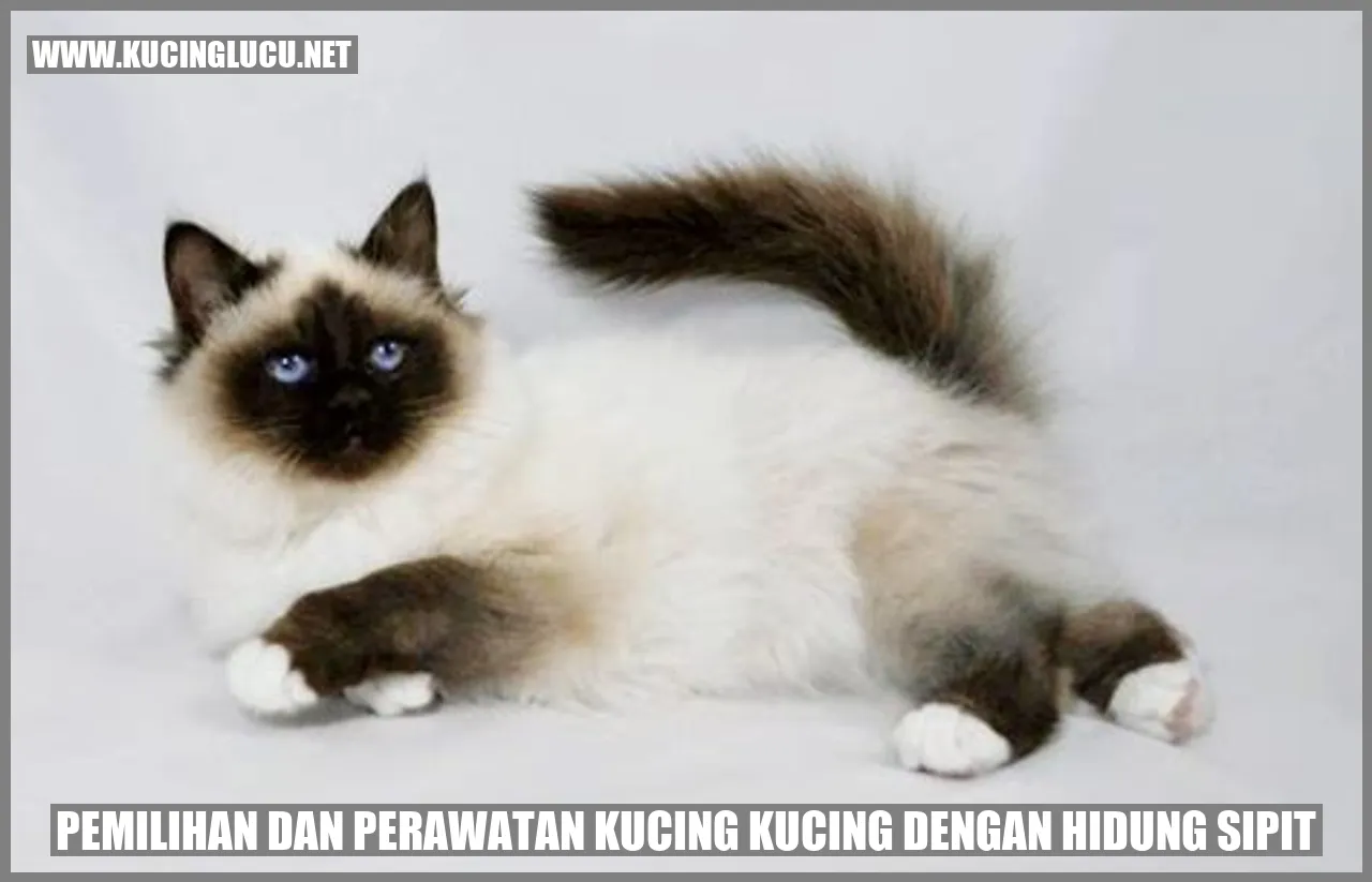 Foto Kucing Berhidung Pesek