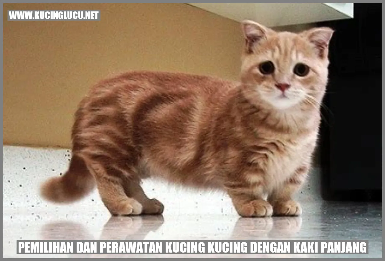 Gambar Kucing dengan Kaki Panjang