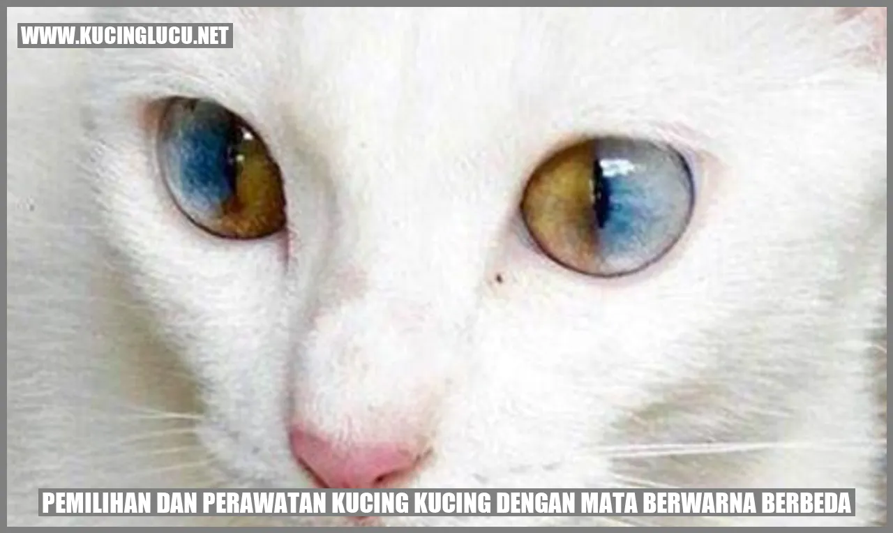 Kucing dengan Mata Berwarna Berbeda