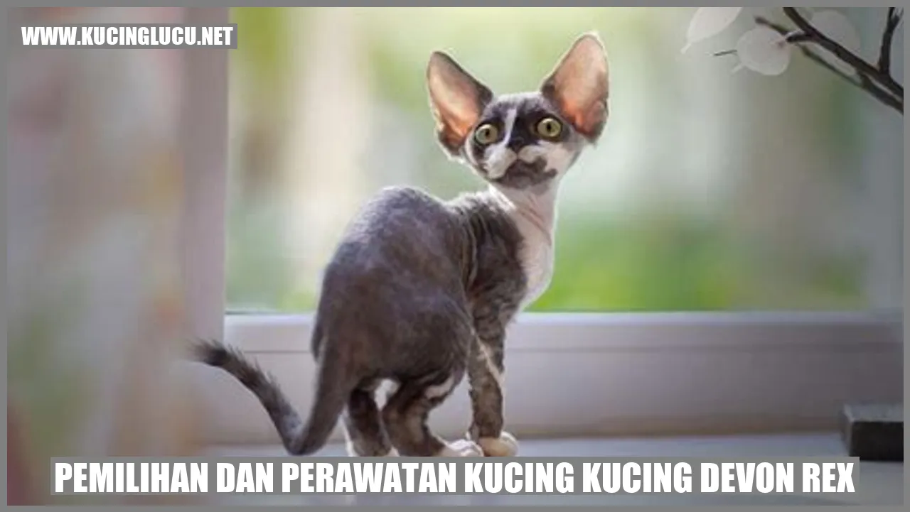 Gambar Kucing Devon Rex