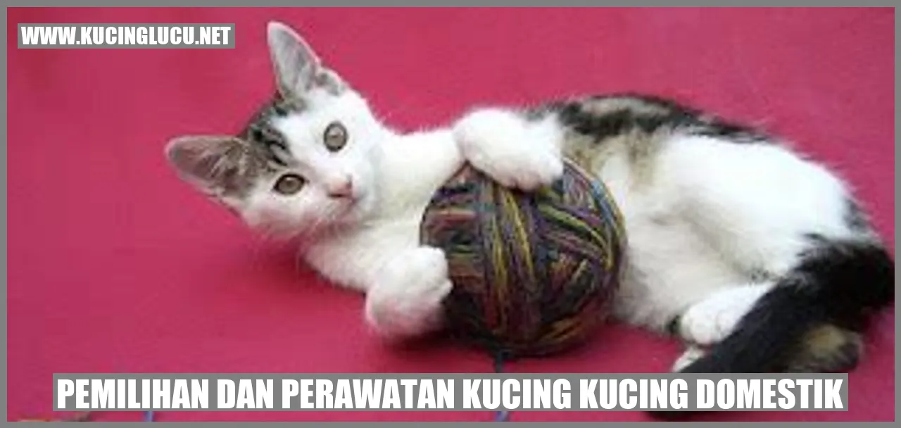 Kucing domestik