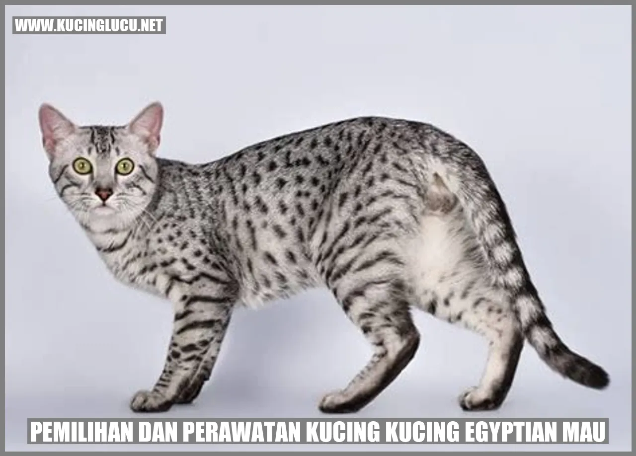Gambar Kucing Egyptian Mau
