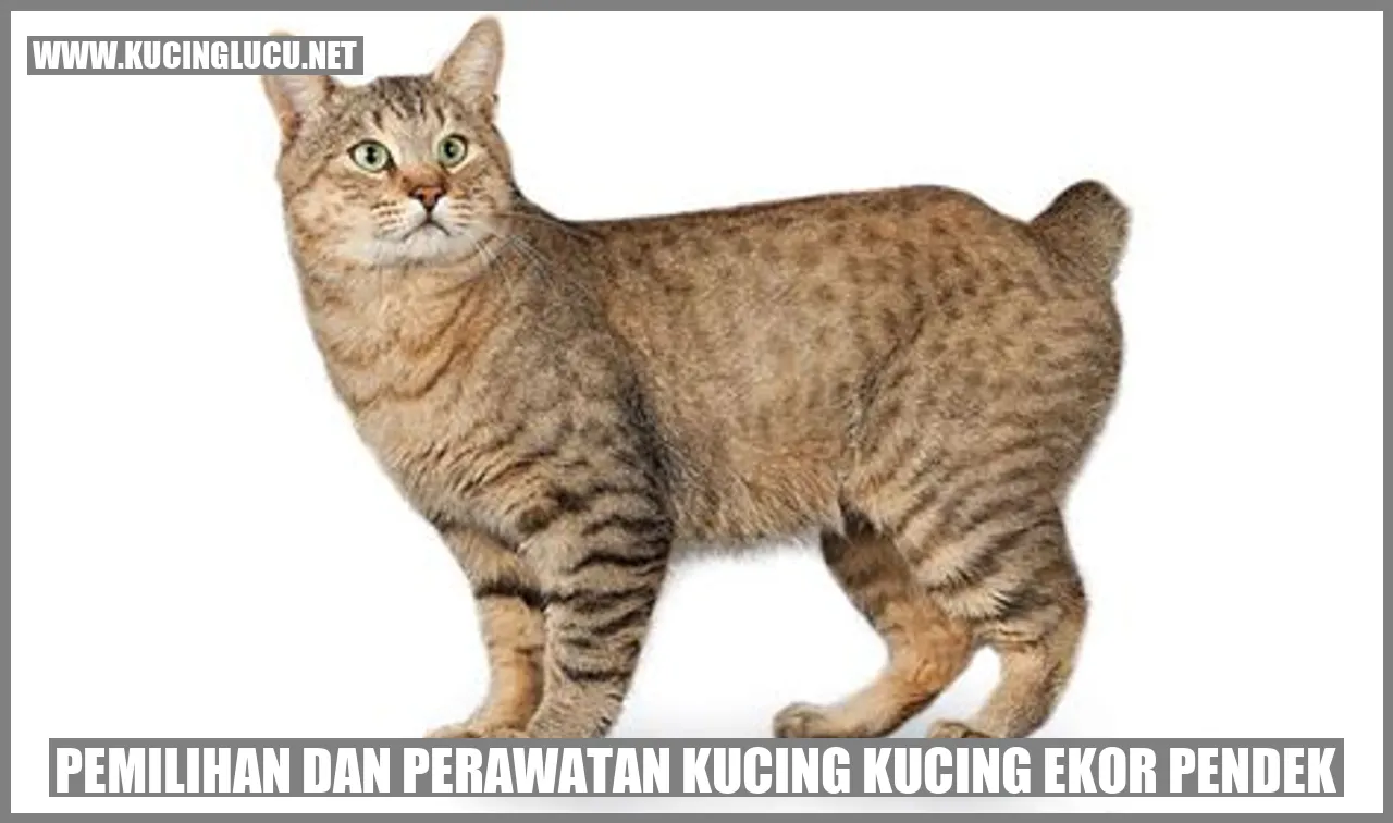 Gambar Kucing Ekor Pendek