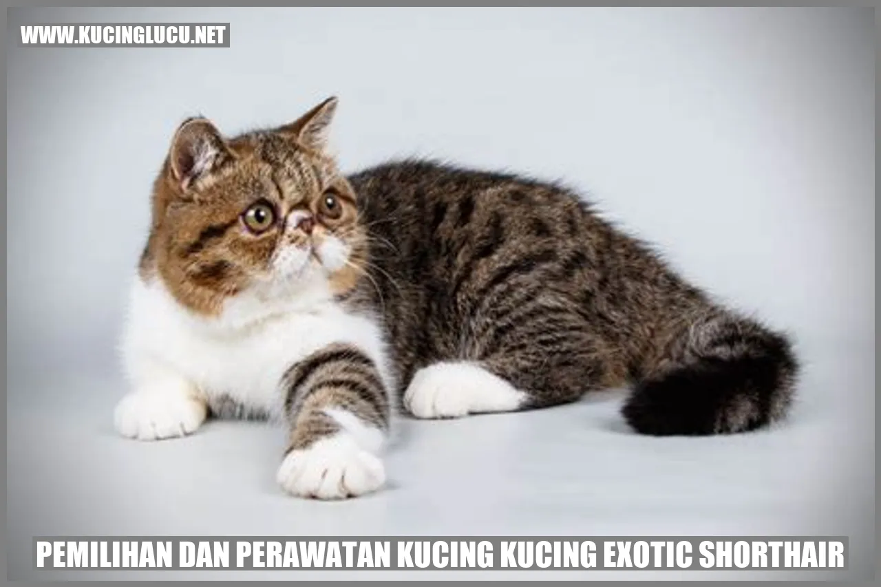 Gambar Kucing Exotic Shorthair