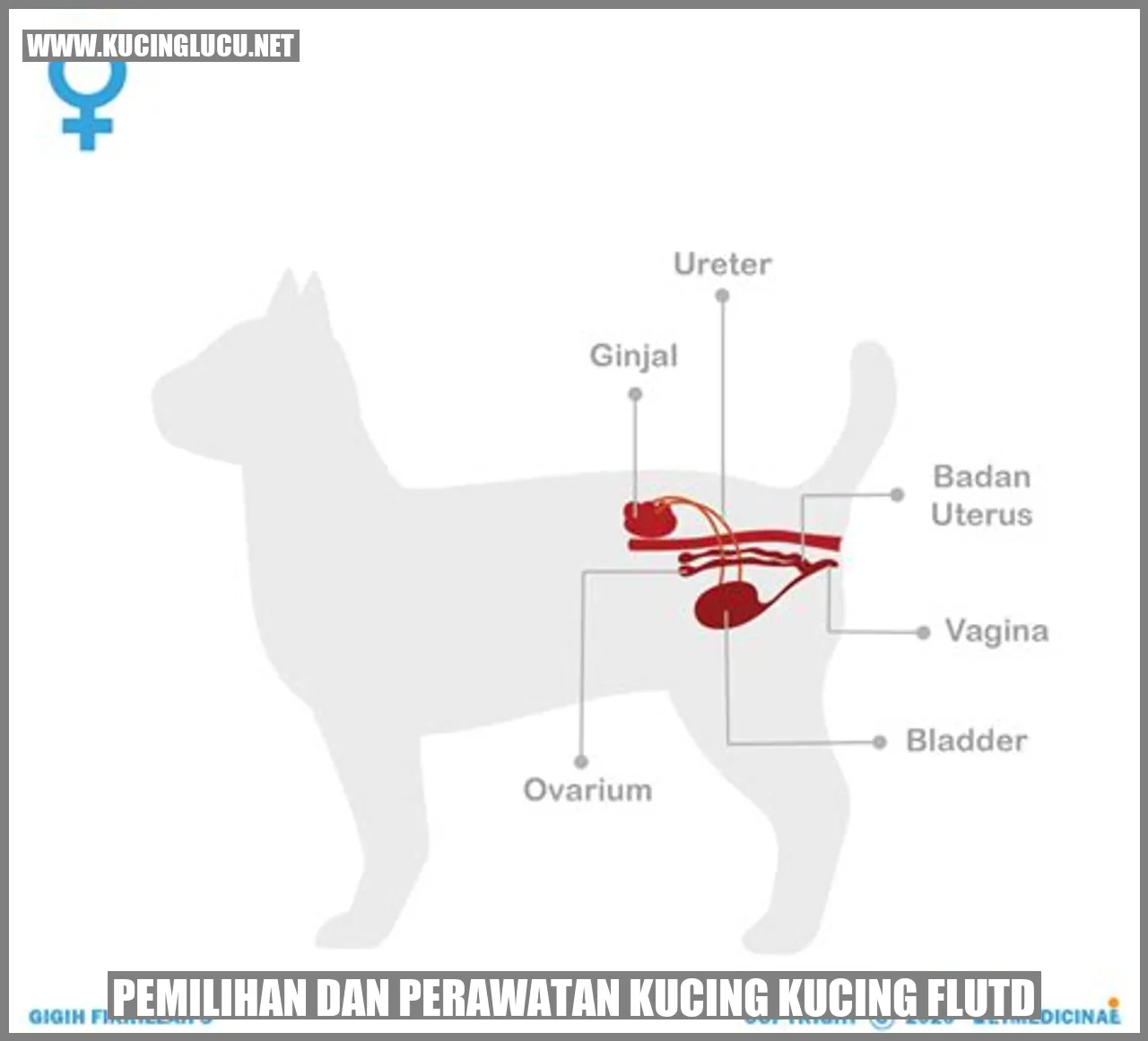 gambar pemilihan dan perawatan kucing flutd