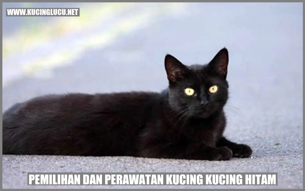 Kucing Hitam