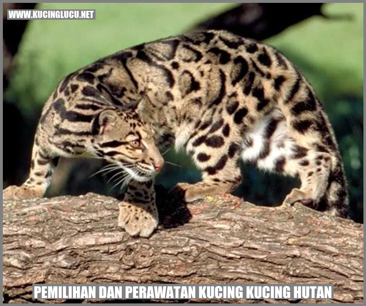 Kucing Hutan