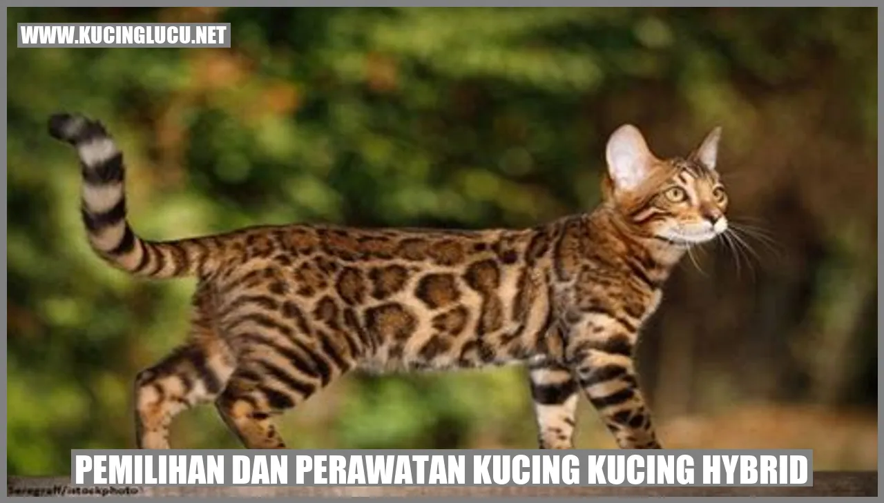 Kucing Hybrid