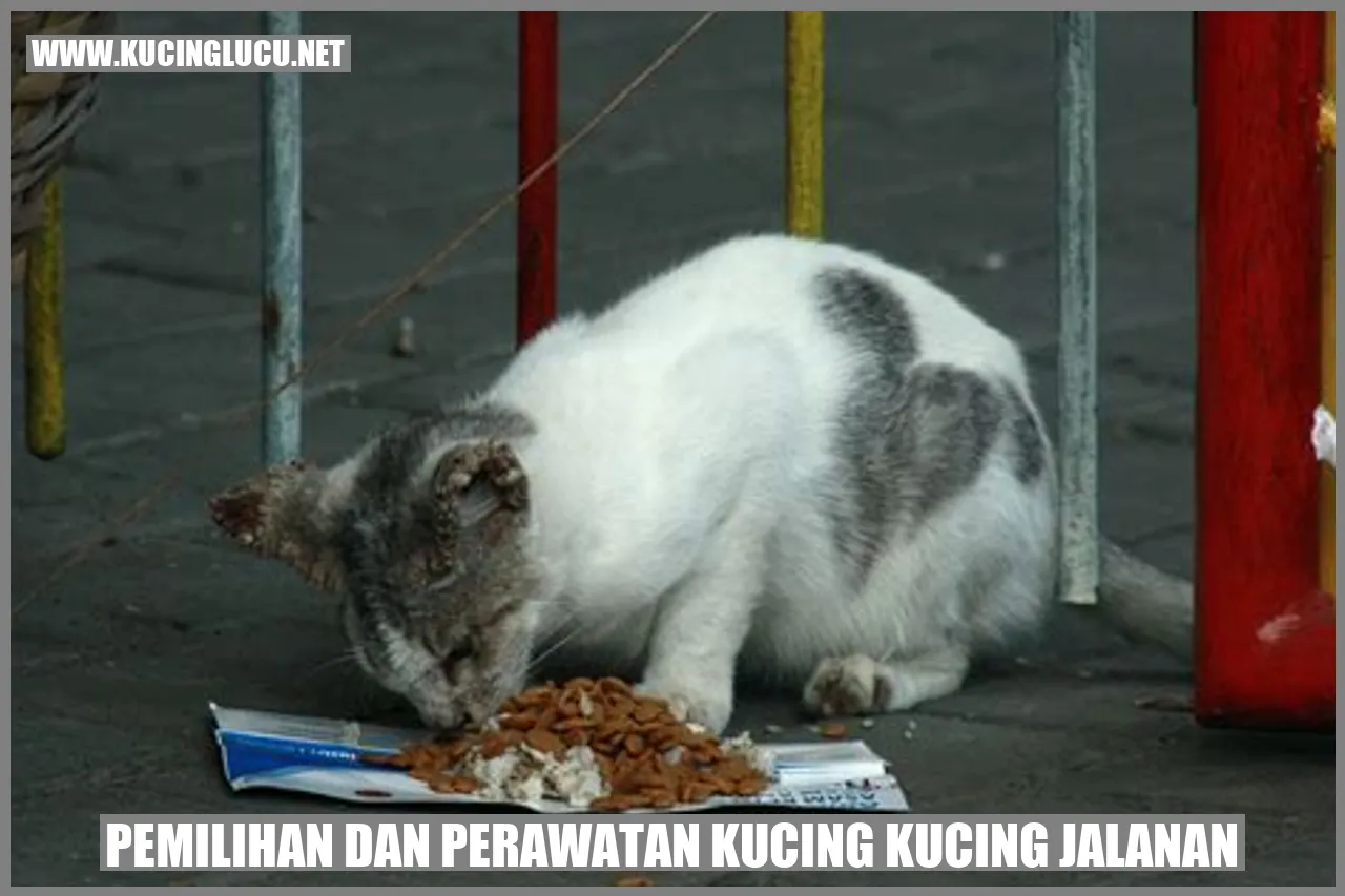 Gambar Kucing Jalanan