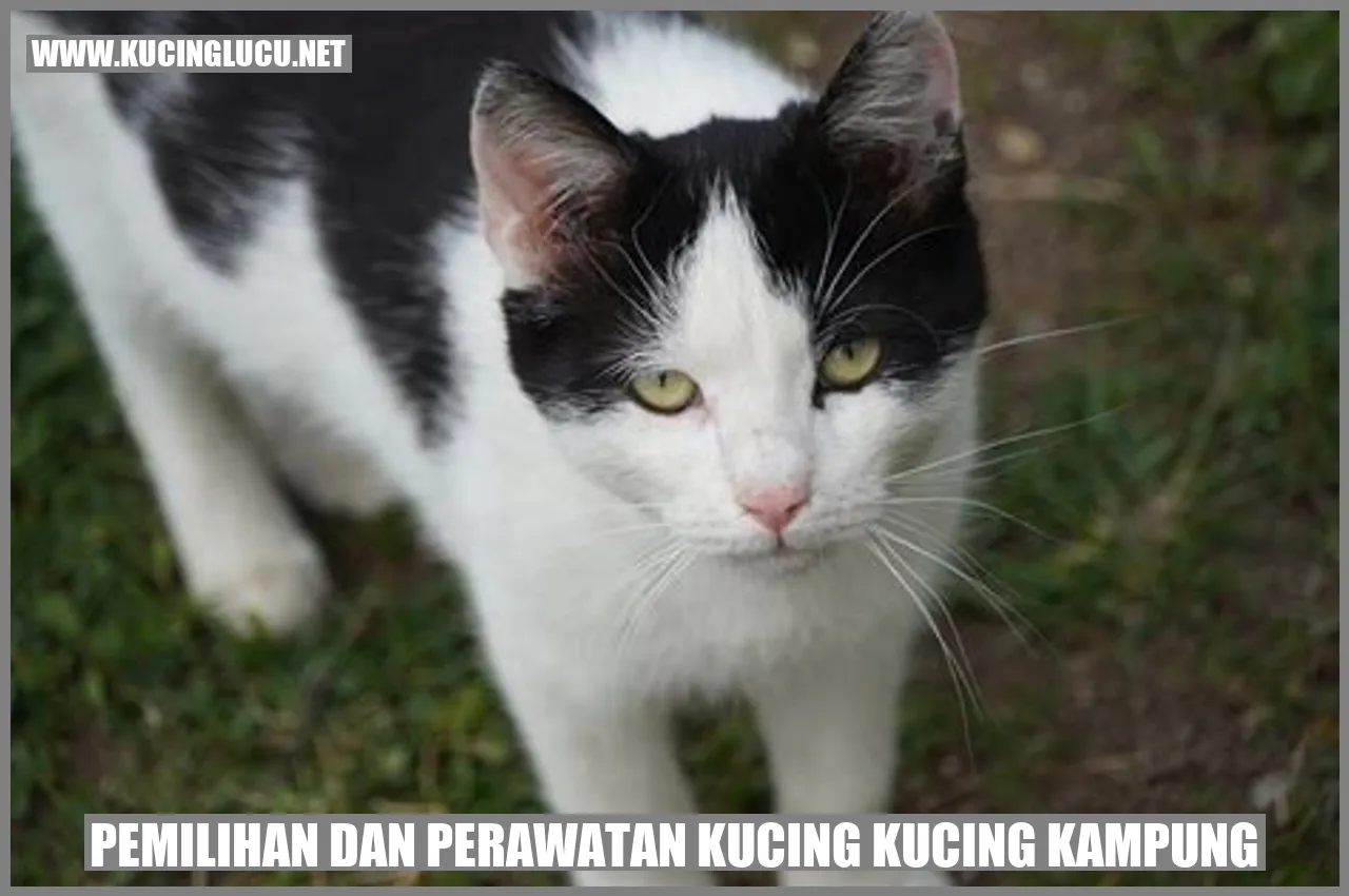 Kucing Kampung