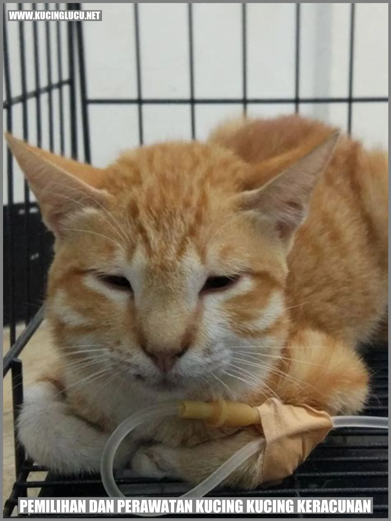 Gambar Kucing