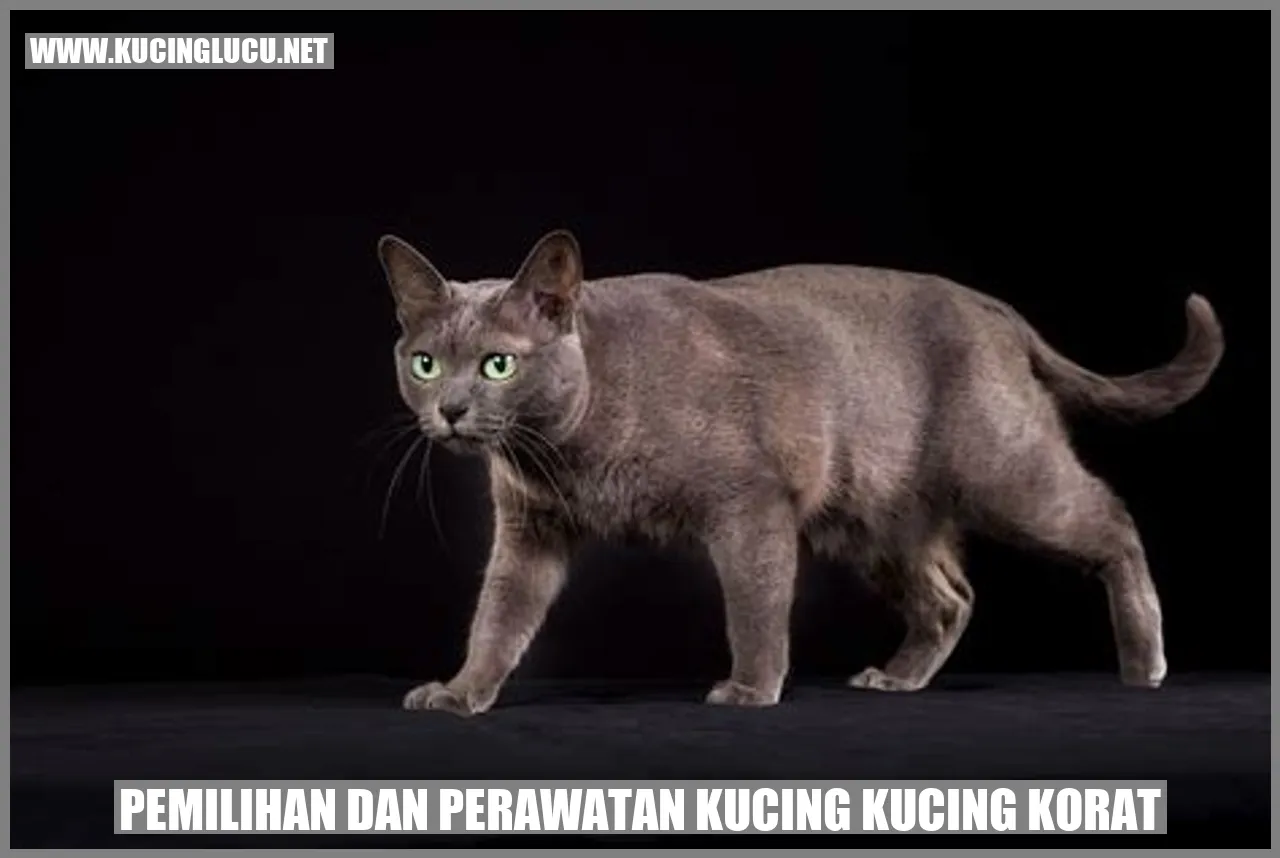 Kucing Korat