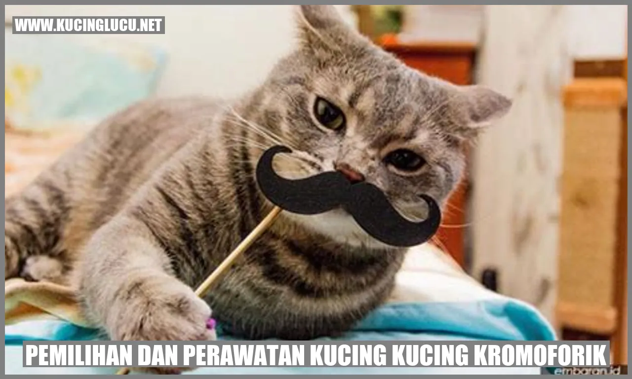 Kucing Kromoforik
