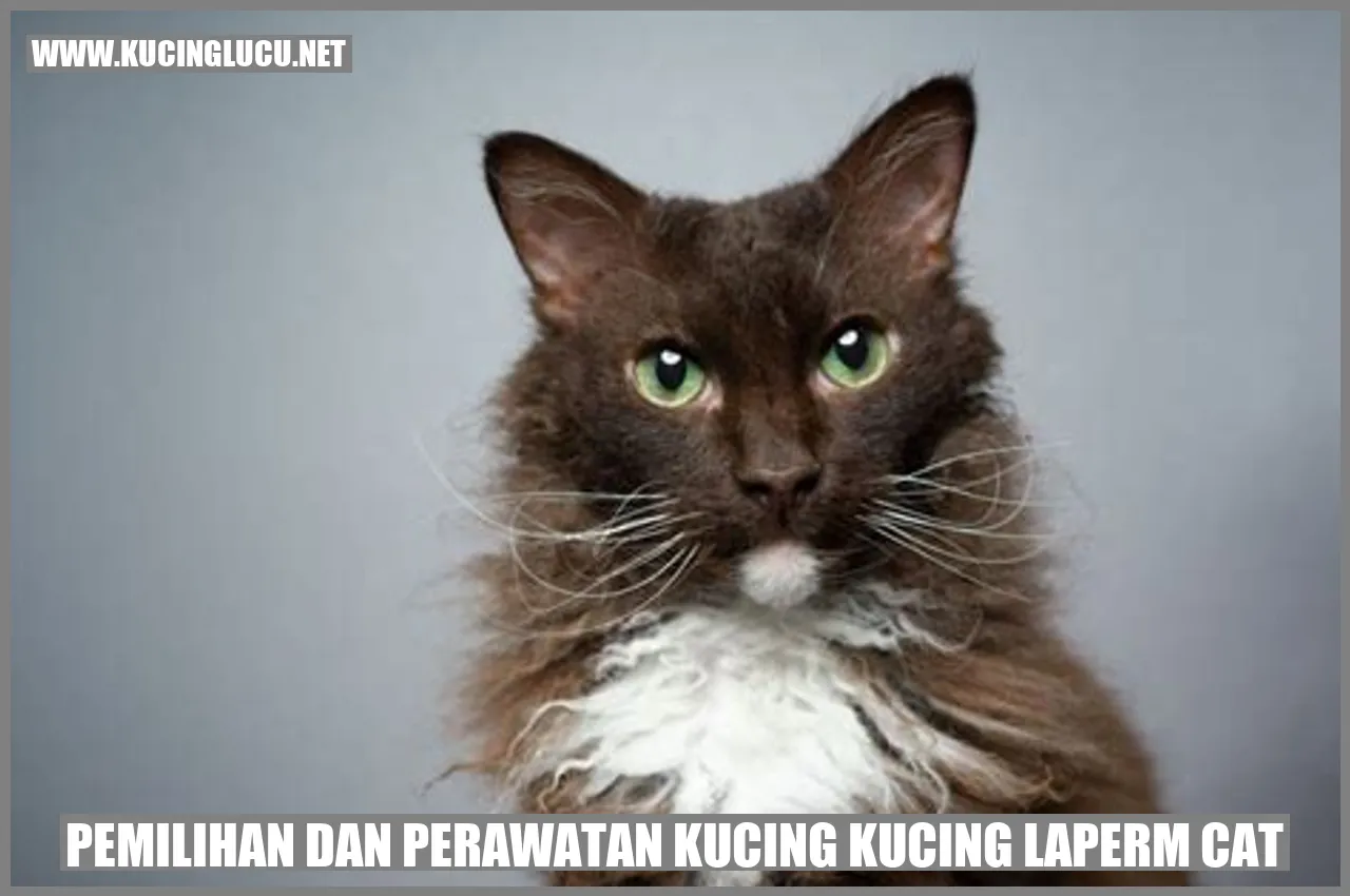 Kucing LaPerm