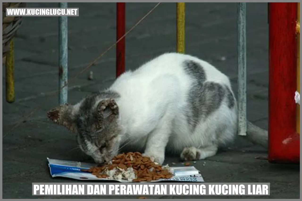 Kucing Liar