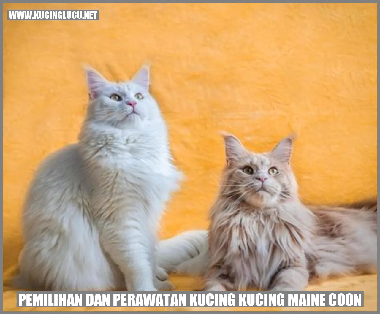 Gambar Kucing Maine Coon