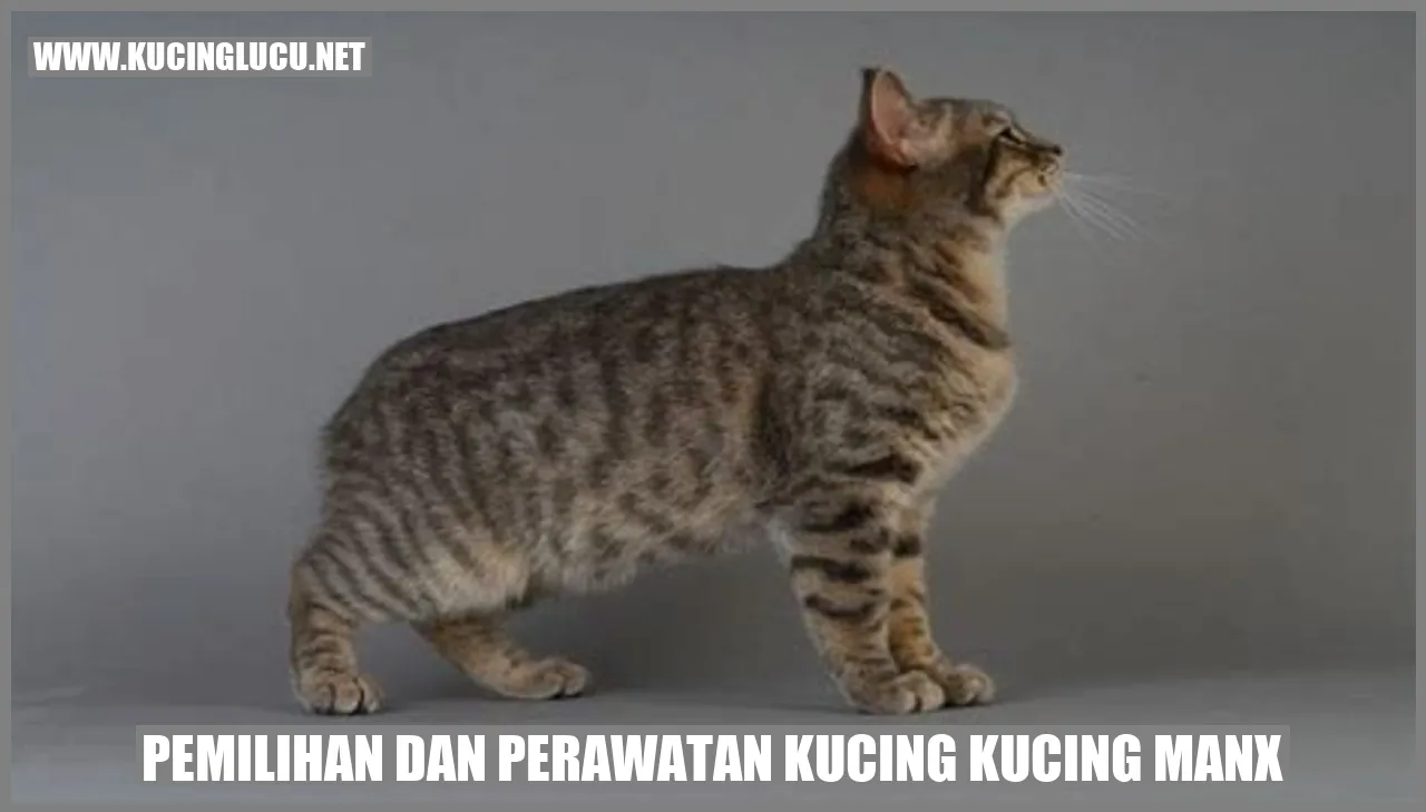 Kucing Manx