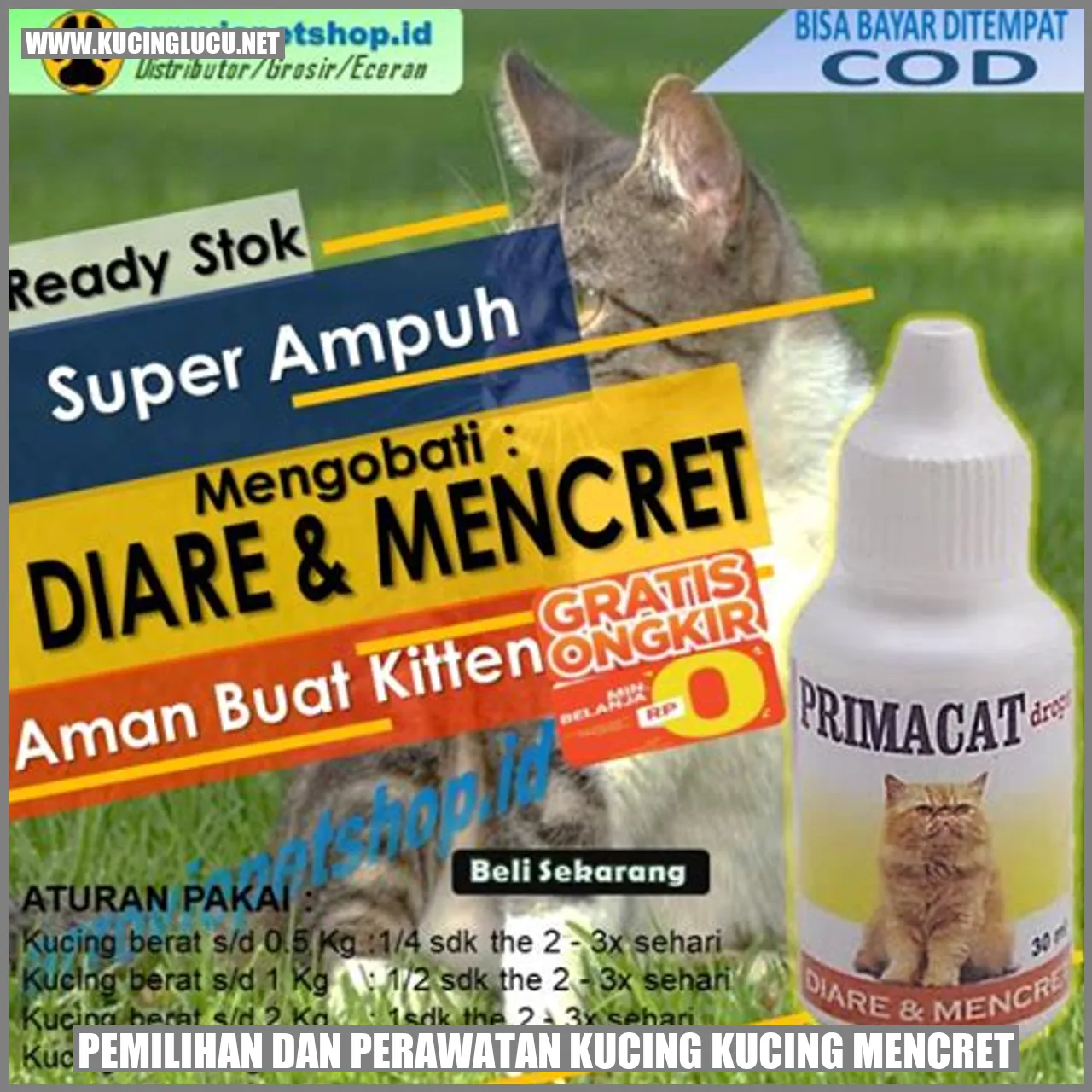 Pemilihan dan Perawatan Kucing yang Mengalami Diare