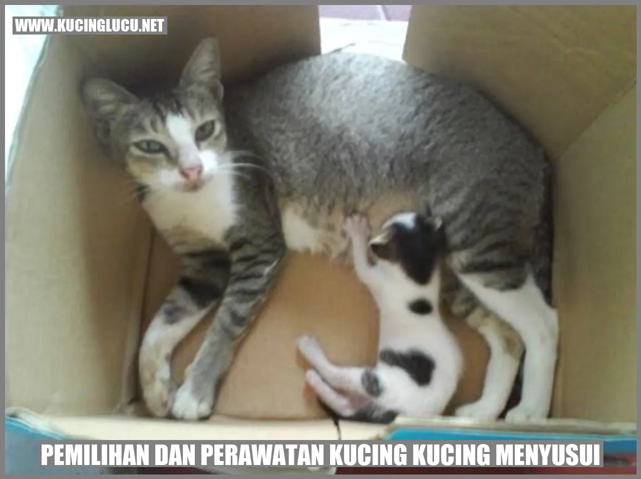 Gambar Kucing Menyusui