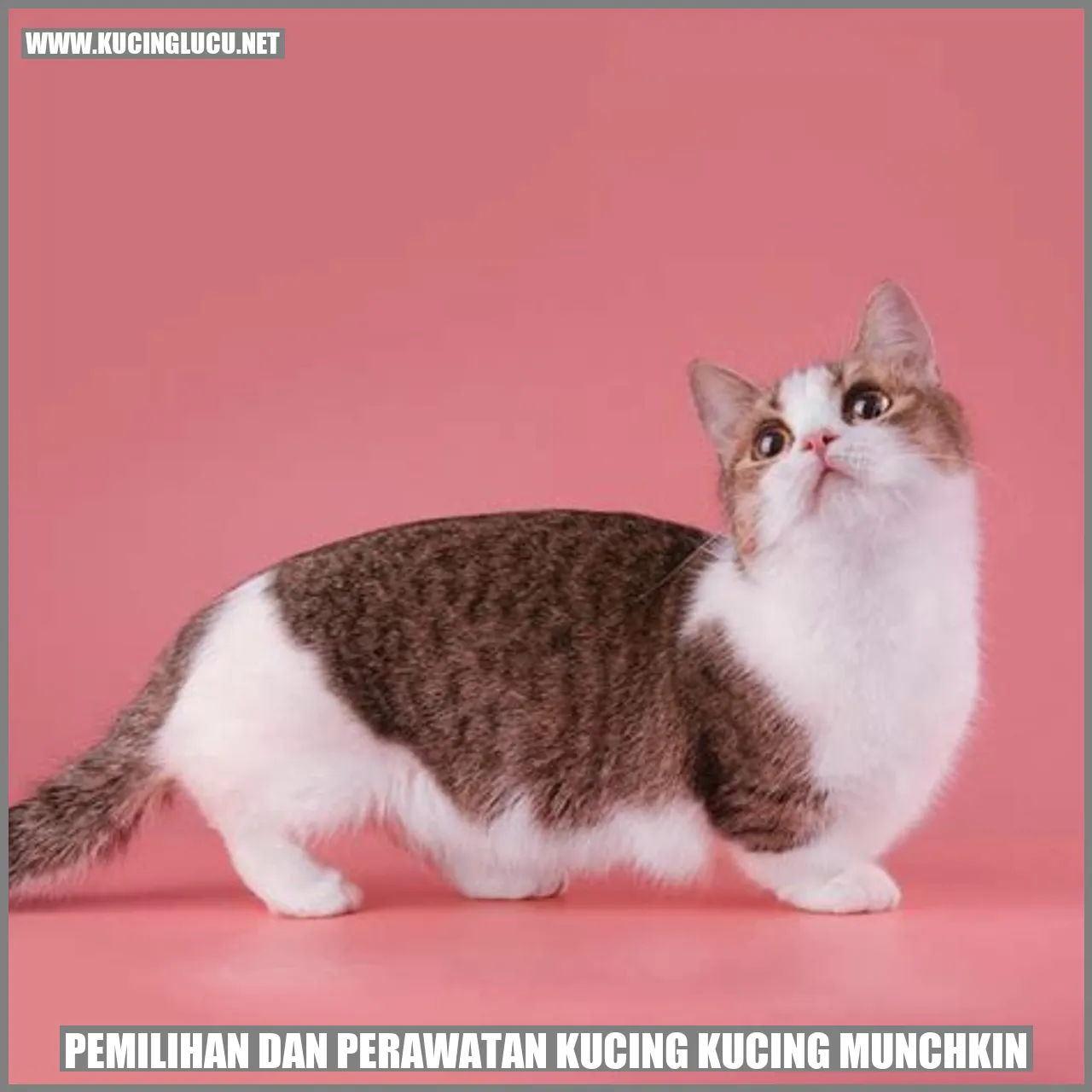 Kucing Munchkin