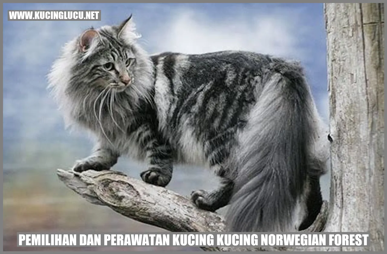 Kucing Norwegian Forest