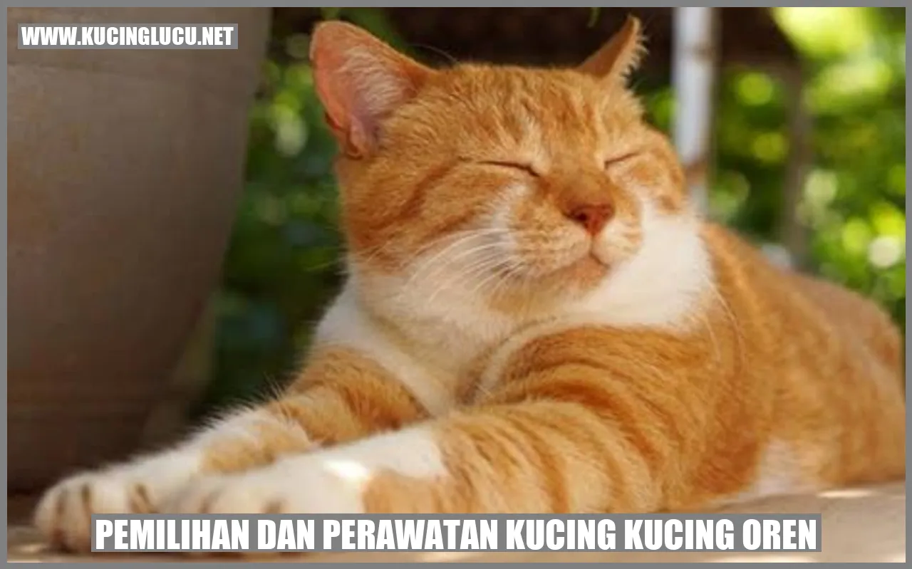 Kucing Oren