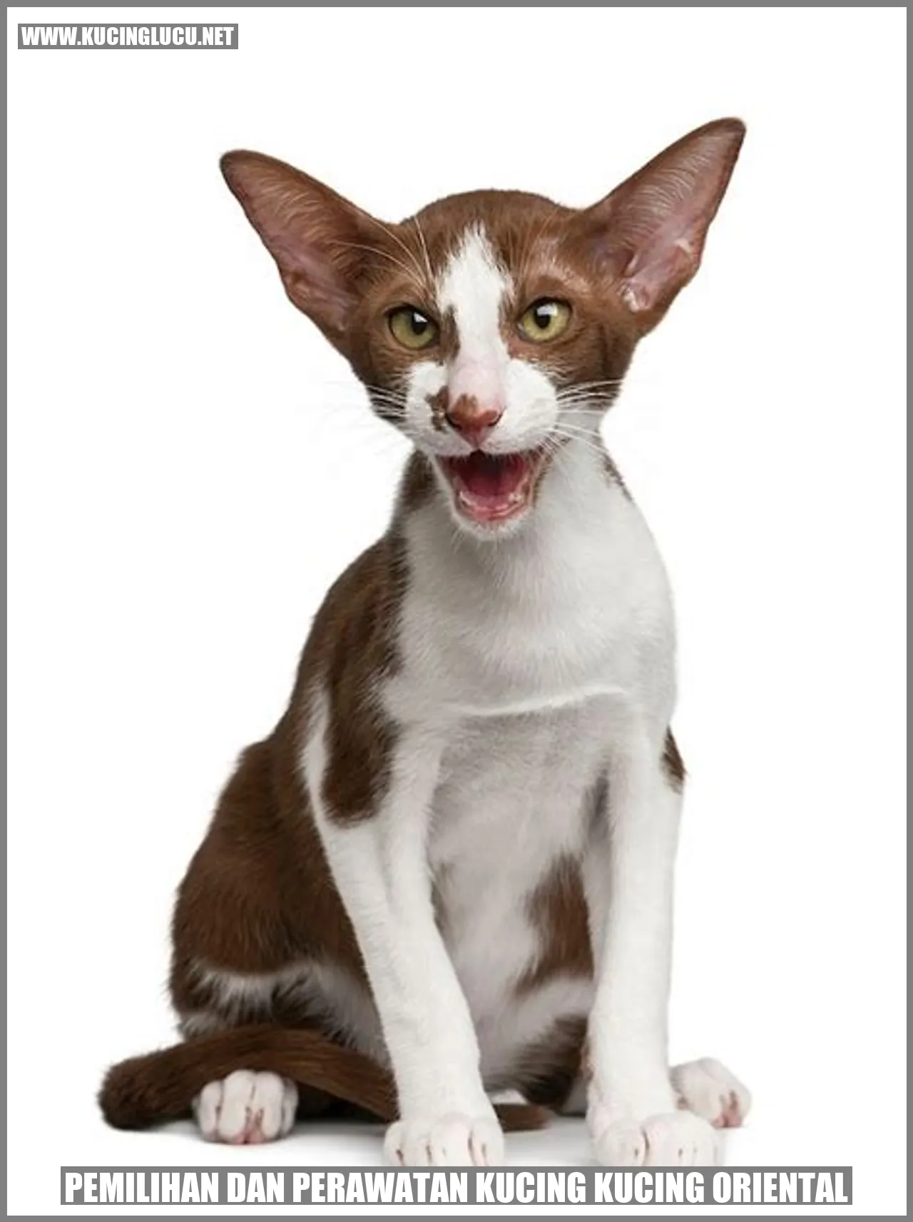Kucing Oriental