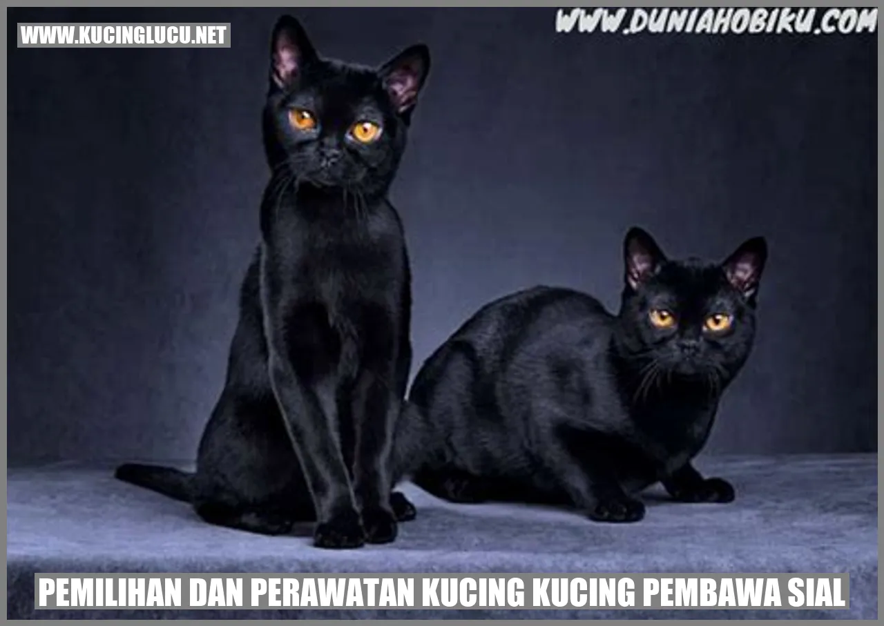 Kucing Pembawa Sial