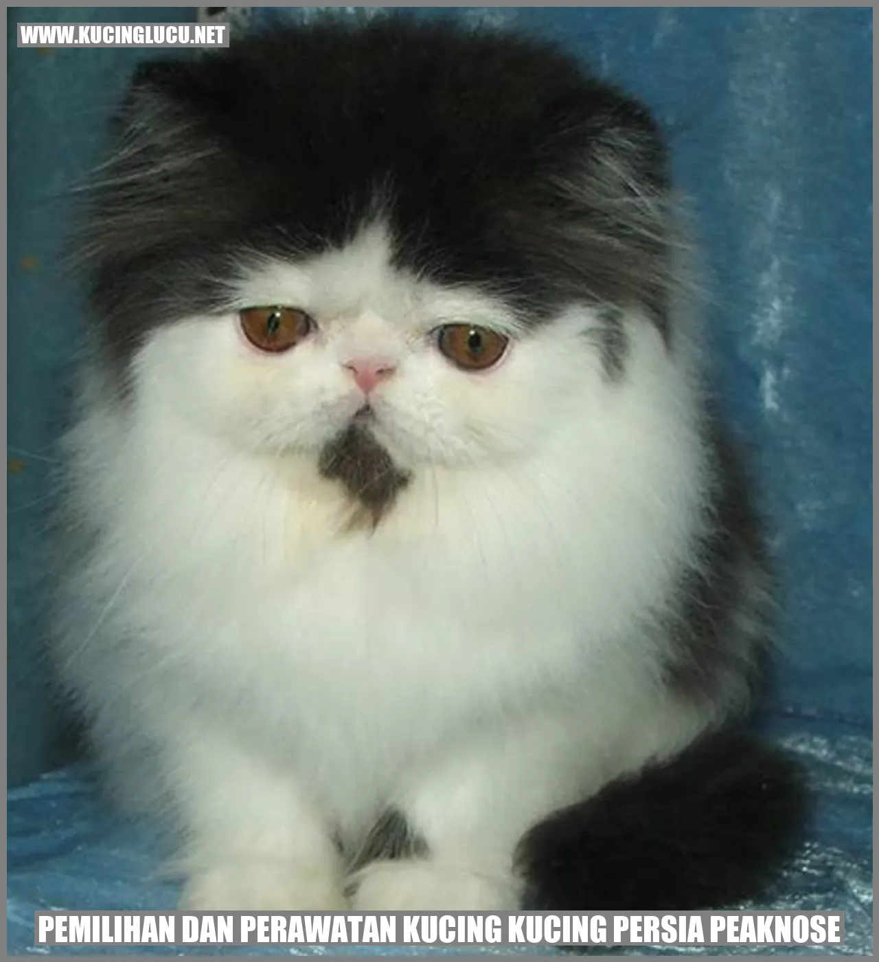 Kucing Persia Peaknose