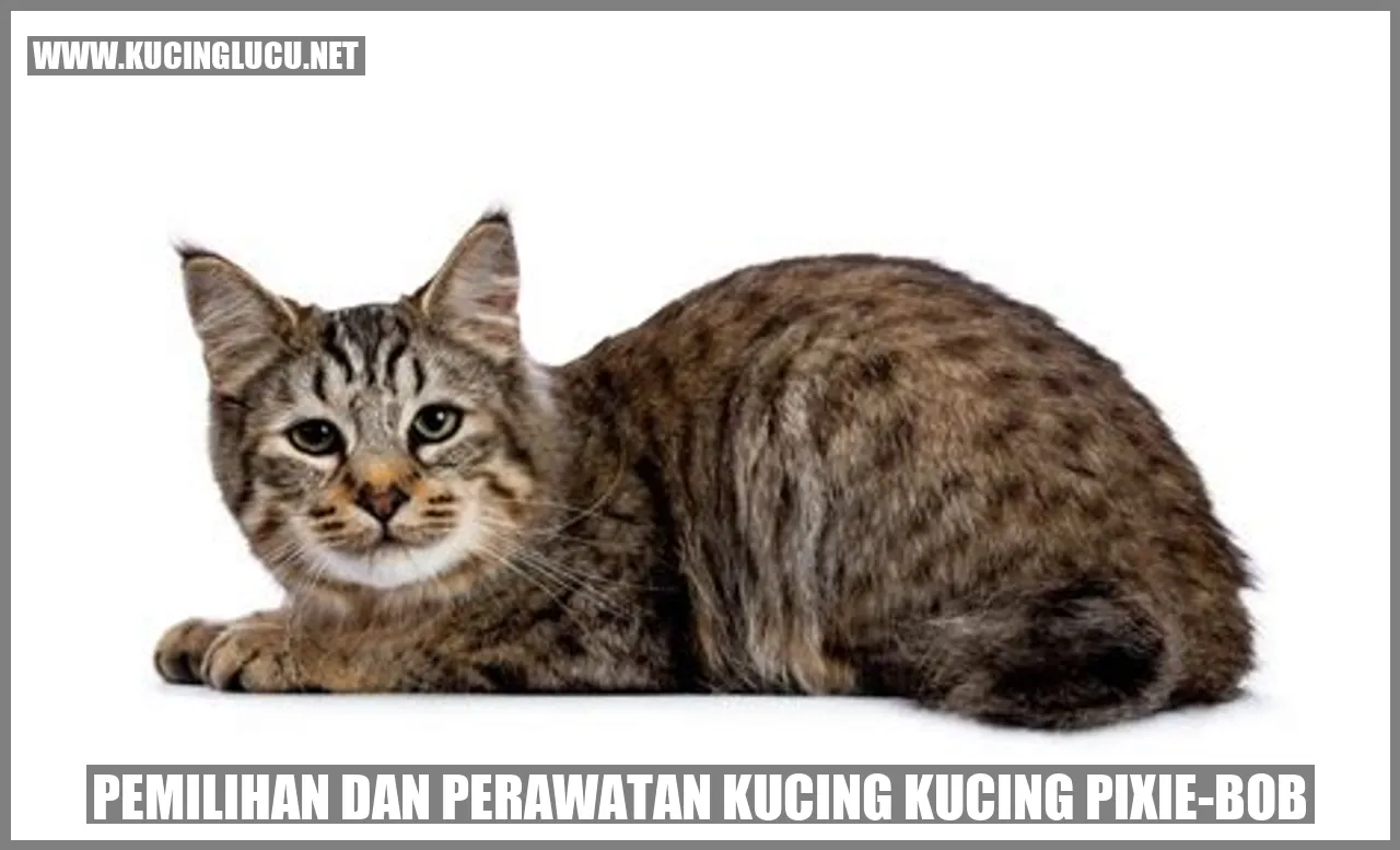Gambar Kucing Pixie-Bob