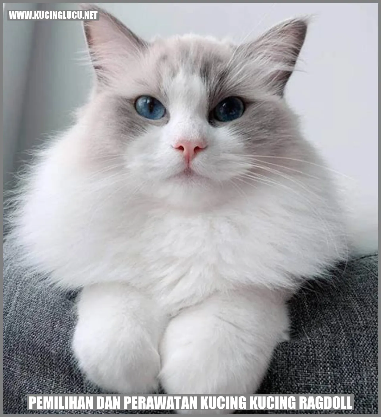 Kucing Ragdoll