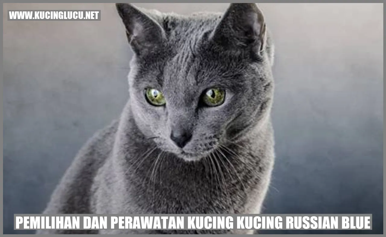 Gambar kucing Russian Blue