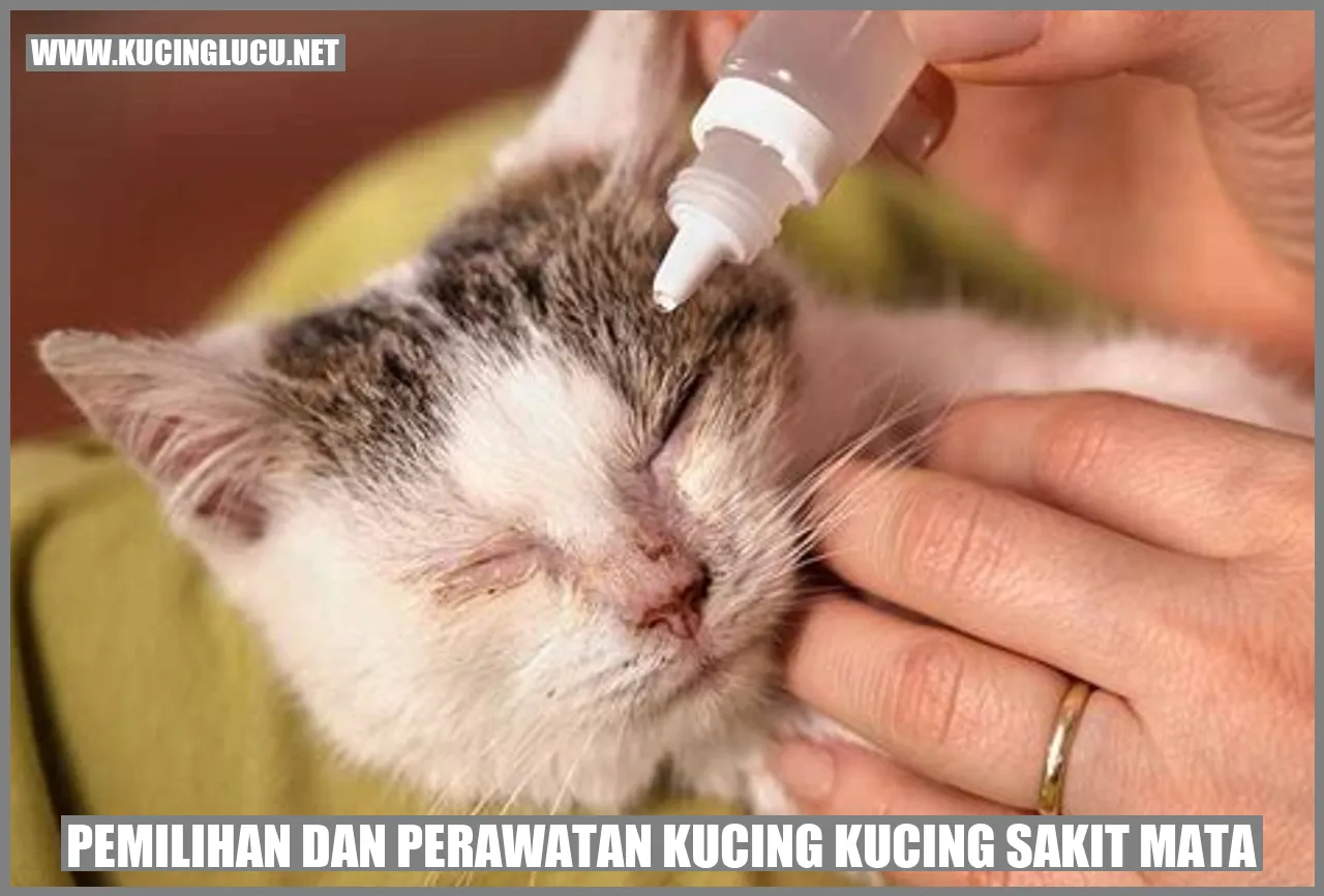 Kucing dengan masalah mata