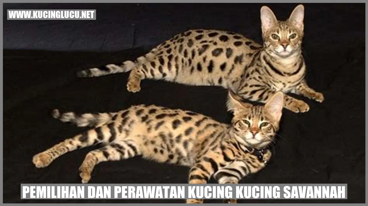 Gambar Kucing Savannah