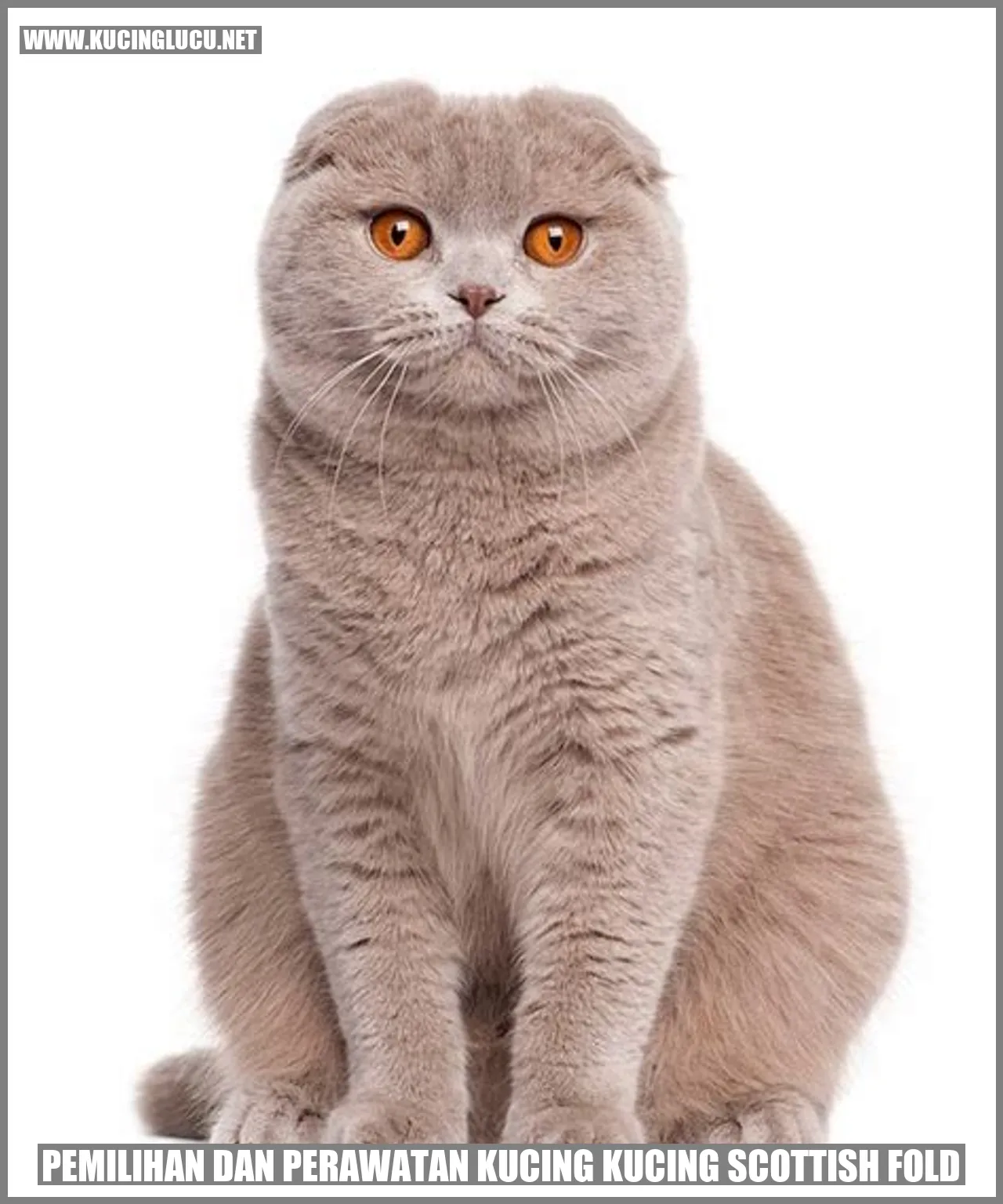 Kucing Scottish Fold
