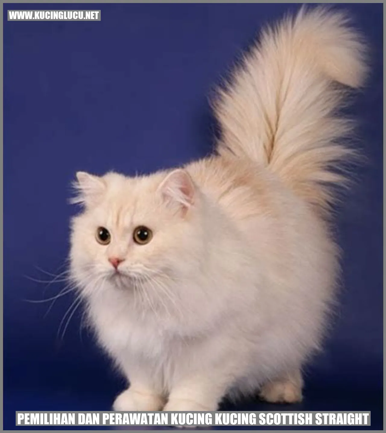 Gambar Kucing Scottish Straight