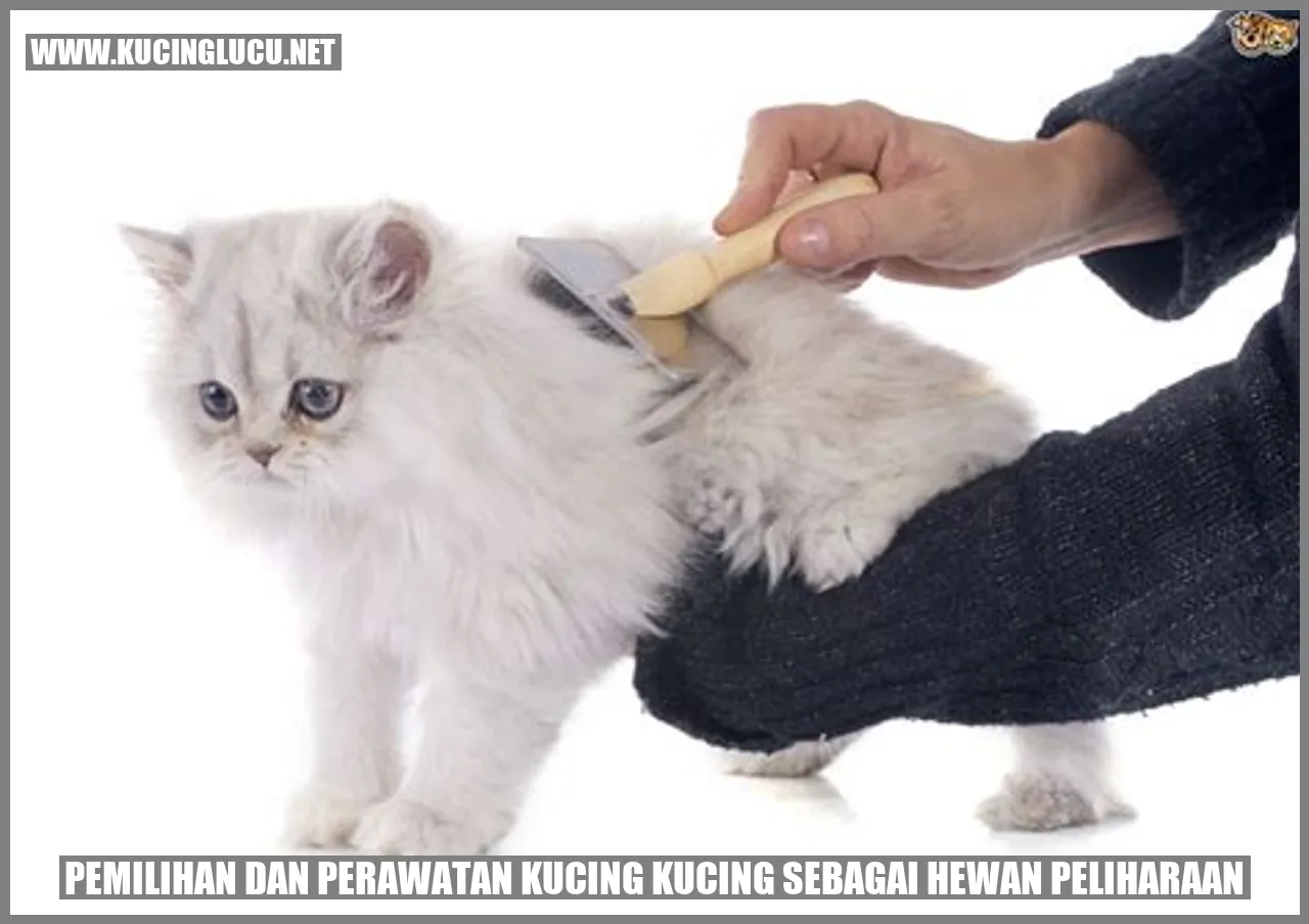 Kucing Lucu