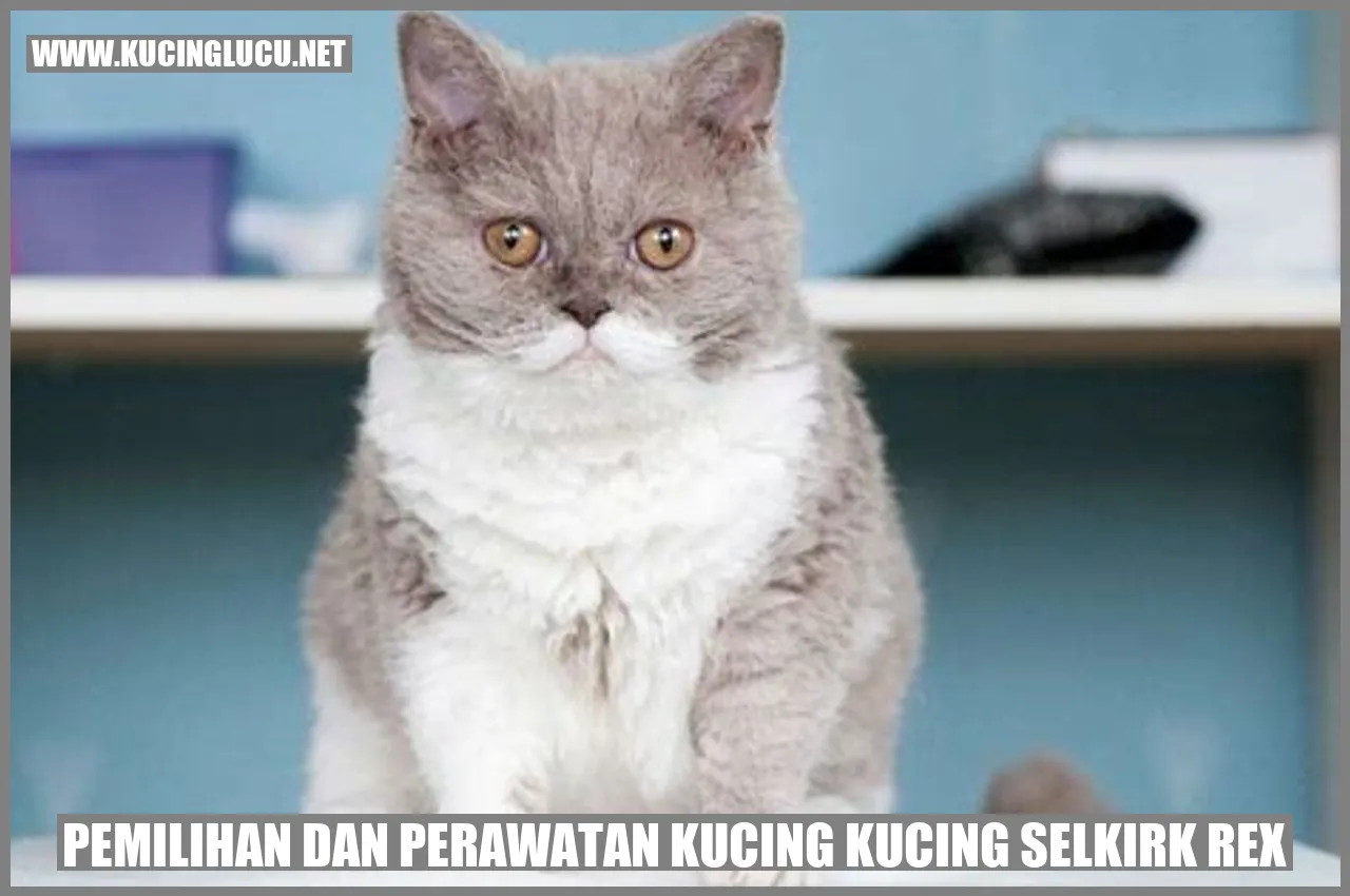 Kucing Selkirk Rex