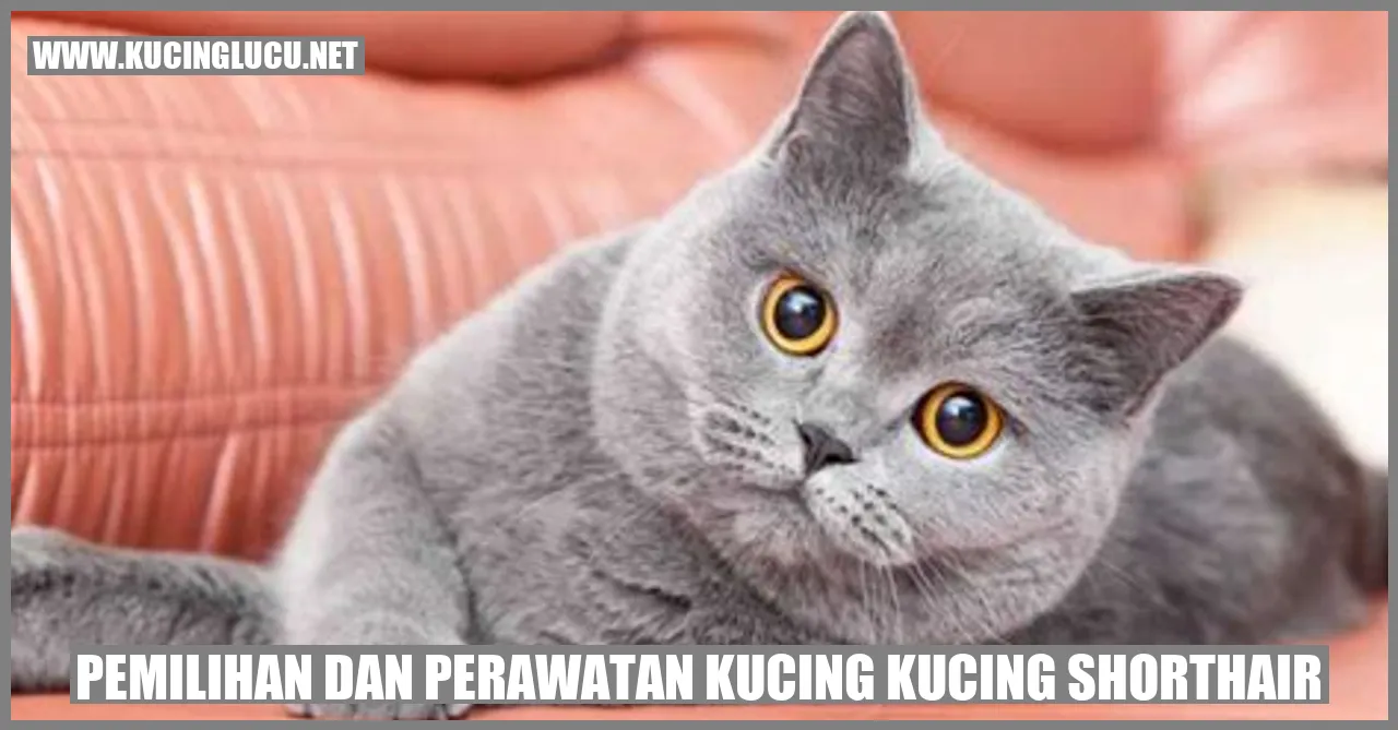 Kucing Shorthair