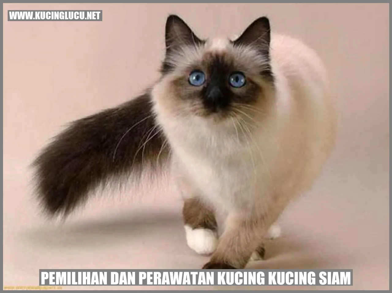 Kucing Siam yang Memukau