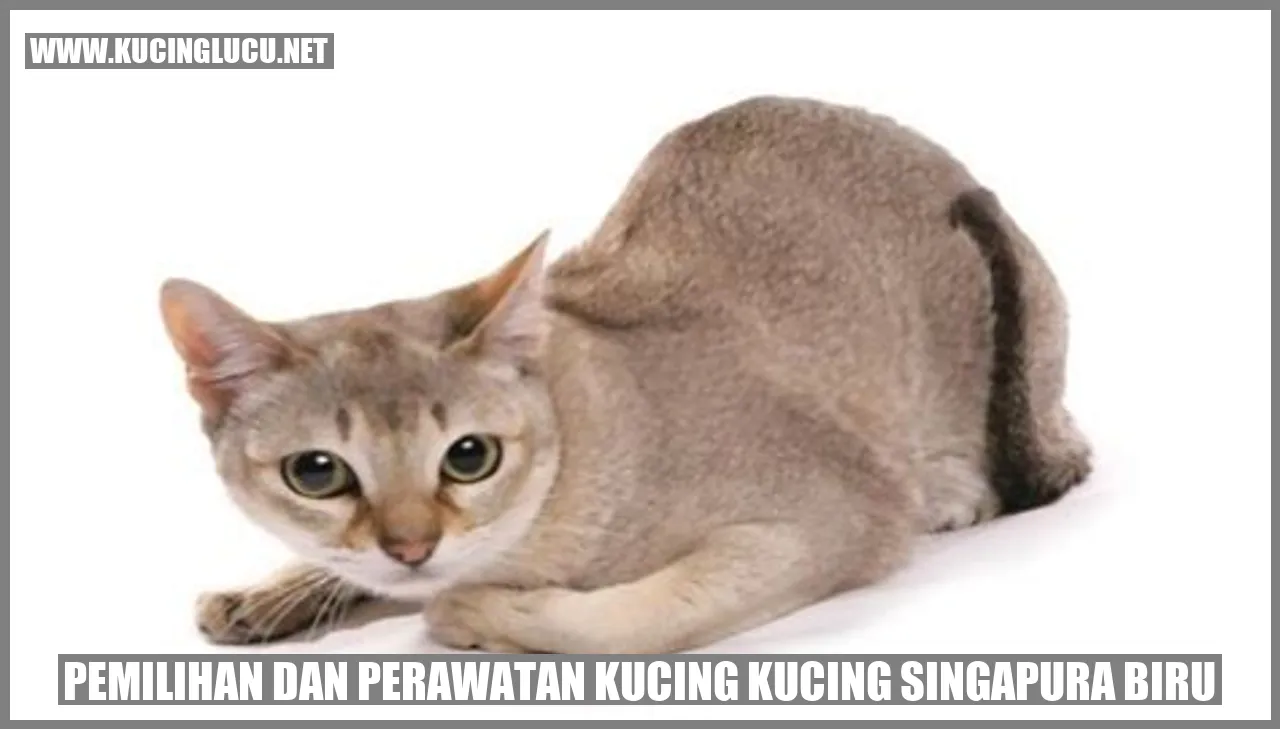 Kucing Singapura Biru