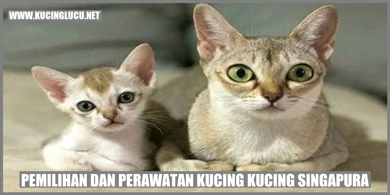 Kucing Singapura