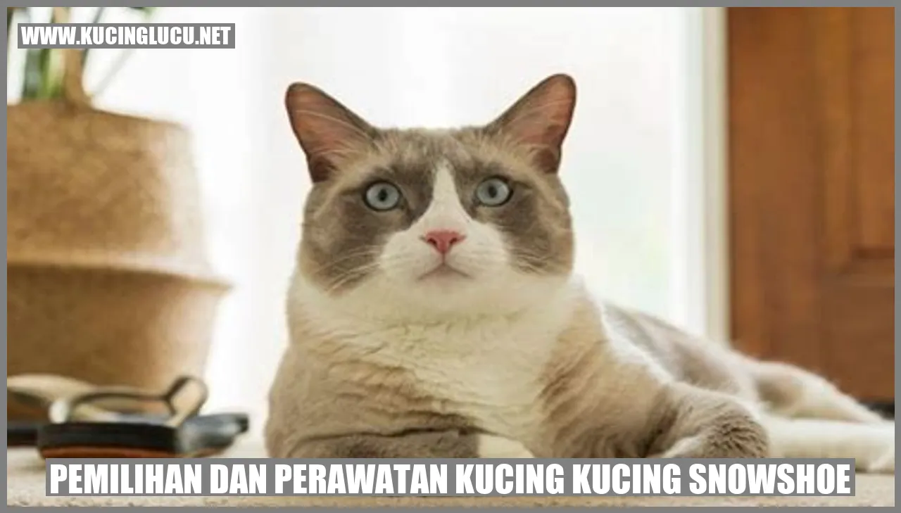 Kucing Snowshoe