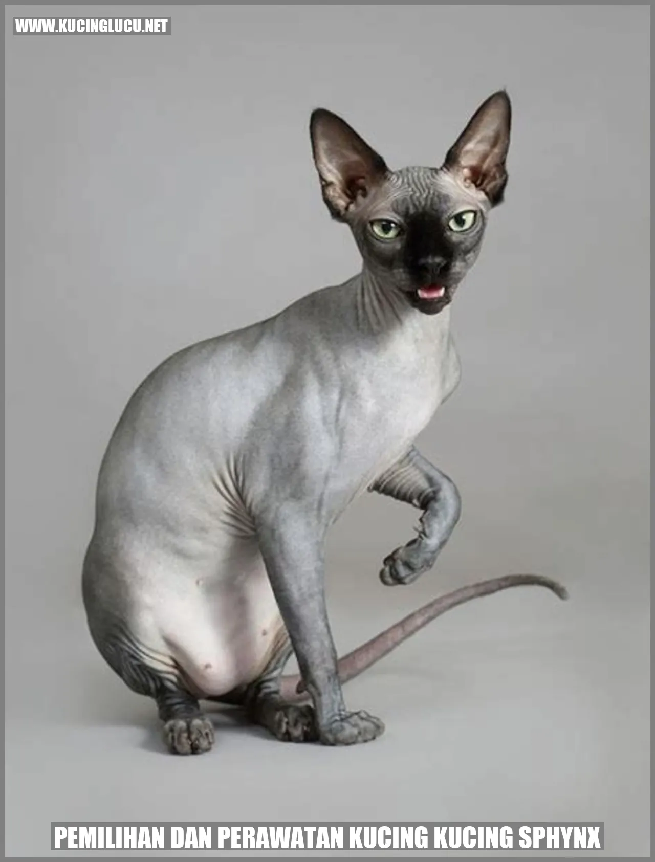 gambar kucing Sphynx